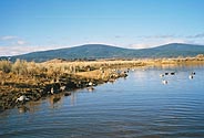 hunting pond with ducks