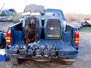 dog and ducks