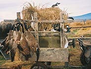 geese hunt