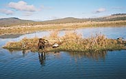 dog in the hunting pond