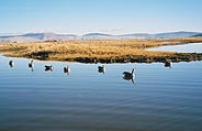 ducks on the water