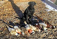 bird dog with pheasants