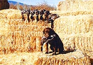 hunting dog and ducks